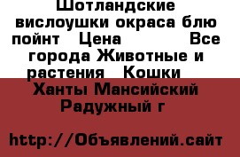 Шотландские вислоушки окраса блю пойнт › Цена ­ 4 000 - Все города Животные и растения » Кошки   . Ханты-Мансийский,Радужный г.